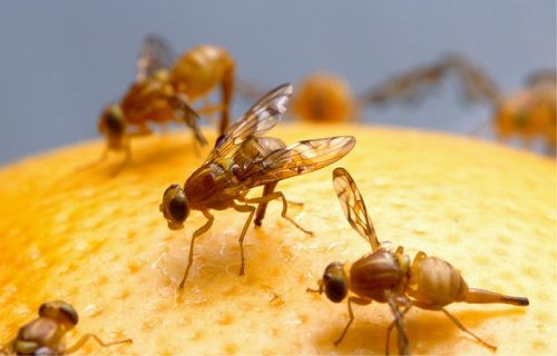 EASIEST Fruit Fly Trap - How To Get Rid of Fruit Flies and Gnats