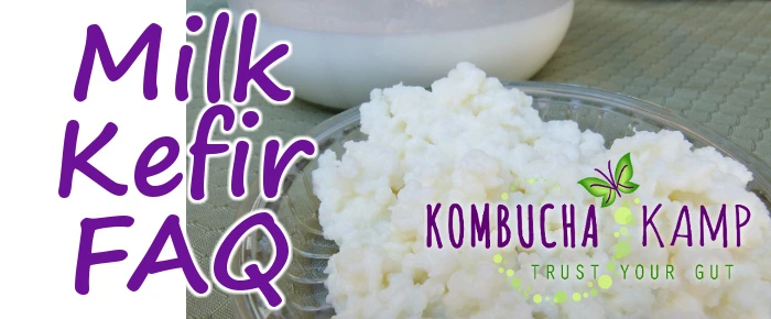 Don't Rinse Your Kefir Grains and More! - Cultured Food Life